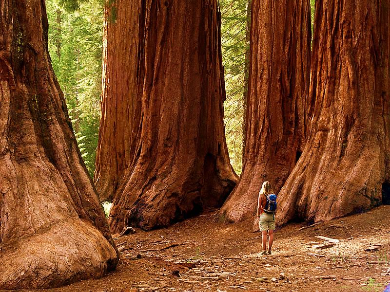 Giant Sequoia 1